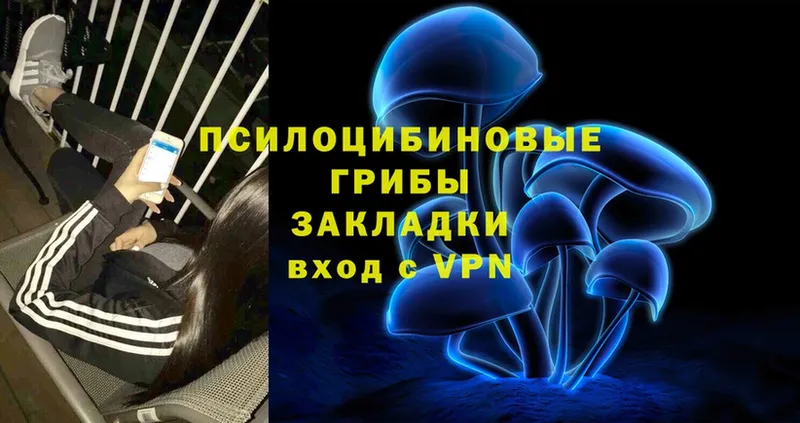 Псилоцибиновые грибы Cubensis  магазин  наркотиков  Серафимович 